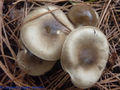 Hygrophorus agathosmus